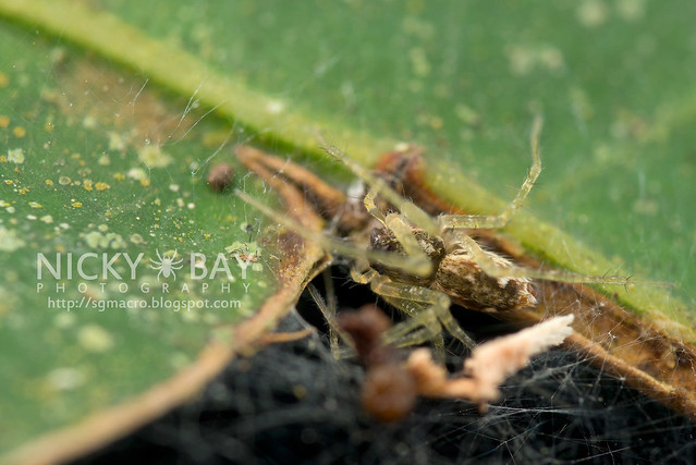 Nursery Web Spider (Pisauridae) - DSC_0284