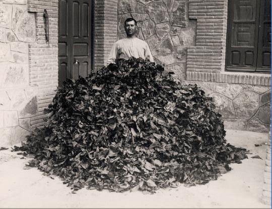 Montón de hojas de morera para alimentar gusanos de seda en el Monasterio de San Bernardo en Toledo en 1925.