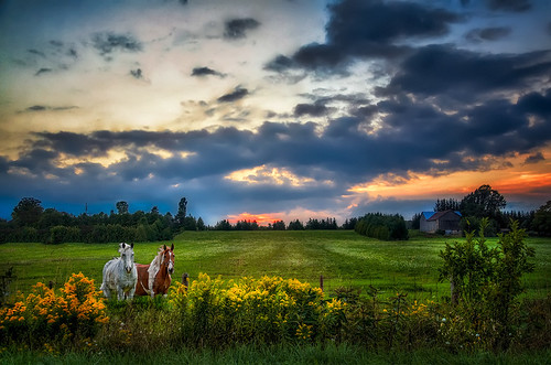 sunset horses horse farm georgianbay hdr owensound paulmurphy greycounty imagegoosecom imagegoose