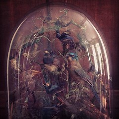 #Victorian #Birds #Preserved in a bubble