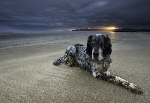 portrait cloud dog pet beach wales sunrise landscape coast dogwalking setter englishsetter anglesey sittingdog benllech