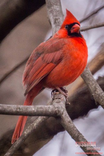 bird nature animal georgia unitedstates cardinal gainesville hallcounty thesussman sonyslta77 sussmanimaging