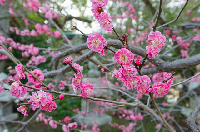 Cherry blossoms in Japan - Kitano-Tenman-gu shrine in Kyoto