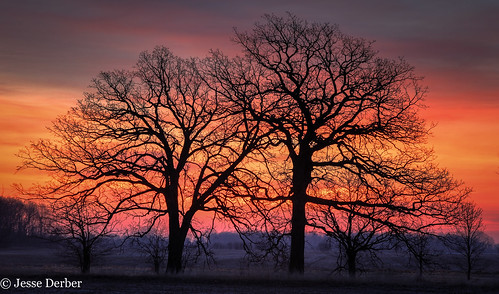 wisconsin farm sunrise oak tree