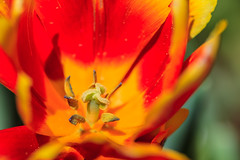 Perth Alaruen Tulip Garden