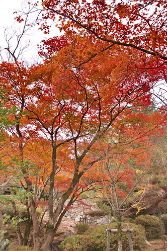 【写真】2012 紅葉 : 円山公園/2021-09-23/IMGP8001