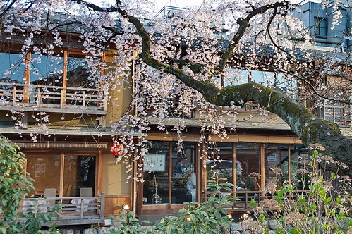 【写真】2013 桜 : 祇園白川/2021-01-19/IMGP8751