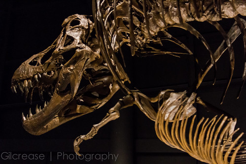 history museum fossil texas natural tx rex lifesize tyrannosaurus lufkin naranjo
