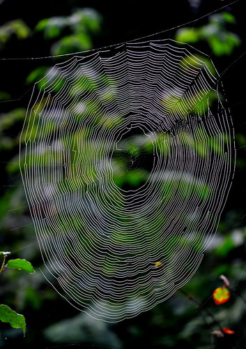 nature horizontal spider nikon day spiderman nopeople edderkopp spidernet d90 85mmf35gmicrovr