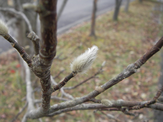 綿毛をかぶって，暖かそうなコブシの冬芽．