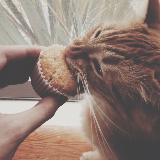 Kitten v. Cupcake