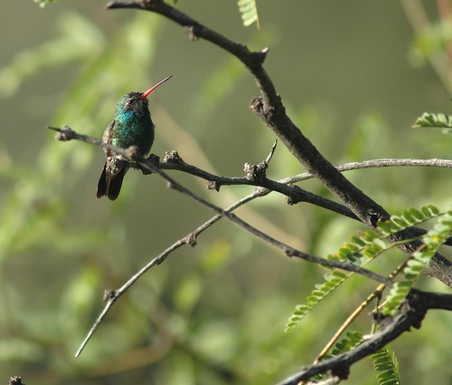 arizona birds hummingbird wildlife
