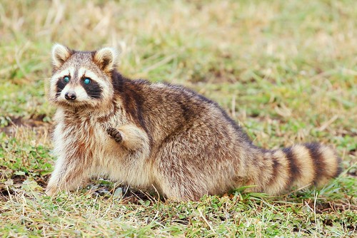 raccoon canine distemper glowing green eyes symptom lake meyer park winneshiek county iowa larry reis