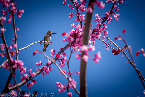 california norcal suttercounty yubacity spring flowers workplace tree hummingbird bird