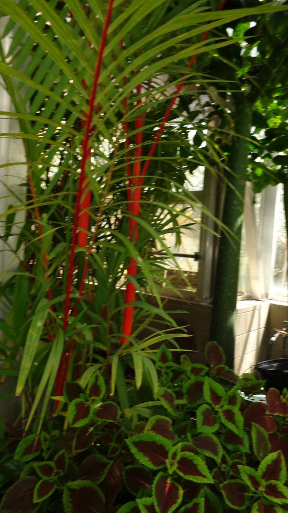 Red Bamboo Plant At Foster Botanical Gardens Steve Sobczuk Flickr