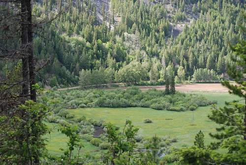 tree green field landscape bc vista friday backroad atving tulameenarea