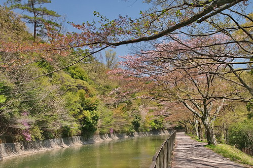 【写真】2013 桜 : 山科疎水/2020-09-19/IMGP9950