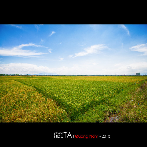 blue sky green field landscape raw rice vietnam quangnam