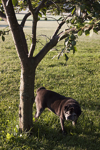 morning summer max tree apple sunrise parents am backyard pug ule