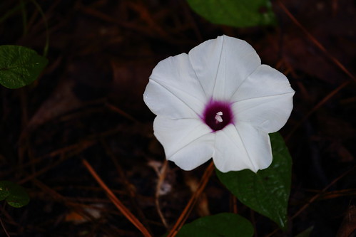 white flower forest canon purple northcarolina morningglory forestfloor lakejordan 5dmarkiii