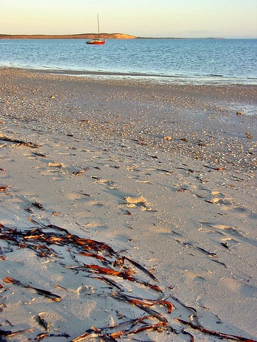 sunset seaweed beach oz footprints australia wa westernaustralia denham sharkbay