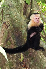 Capuchin Monkey Manuel Antonio N.P.