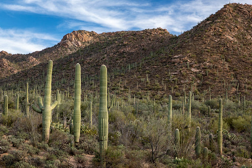 arizona carnegieagigantea pimacounty saguaro saguaronationalpark saguarowest sonorandesert tucsonmountaindistrict usa unitedstates cactus desert landscape nationalpark outdoor plant sonoran