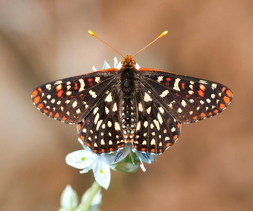 butterfly variablecheckerspot euphydryaschalcedona robsantry