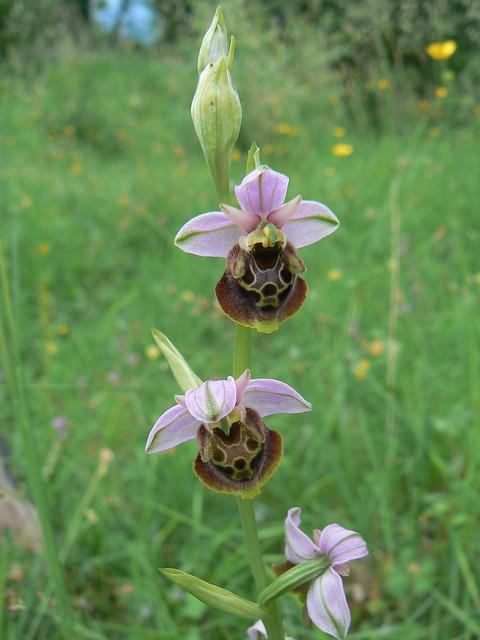Ophrys holocericea=Ophrys bourdon