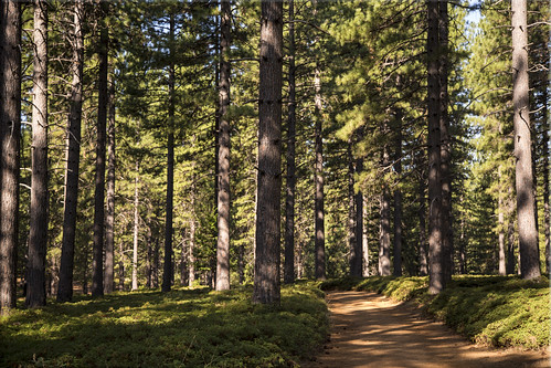 california county ca art pine woods hiking walk arnold hike trail ferns rim calaveras day212 day212365 3652013 365the2013edition 31jul13 4b4a0353