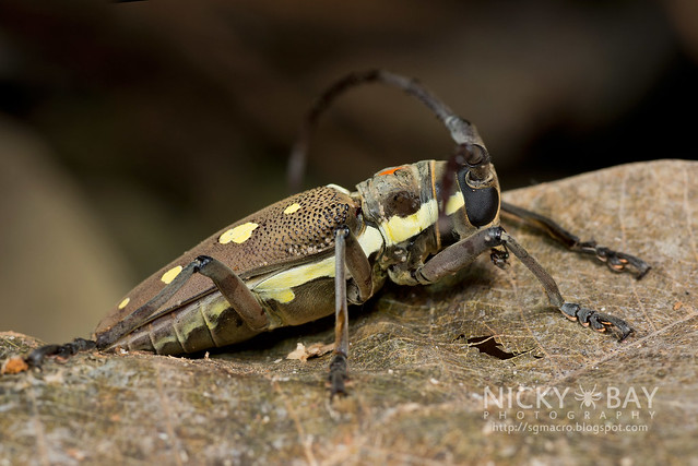 Mango Longhorn Beetle? (Bartocera rubus) - DSC_2100