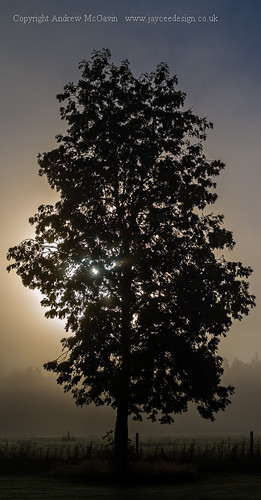 sun cold tree misty sunrise canon landscape eos scotland calming scottish calm september twigs atmospheric sunbeams highlandgames lightroom cs4 eos7d lightroom4 andrewmcgavin ©andrewmcgavin