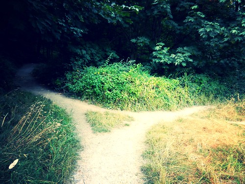 Fork in the road, decision tree, September, Discovery Park, Seattle, Washington, USA