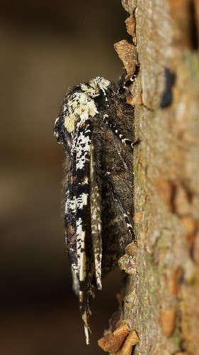 lumix panasonic lepidoptera g5 raynox dcr150 45175x