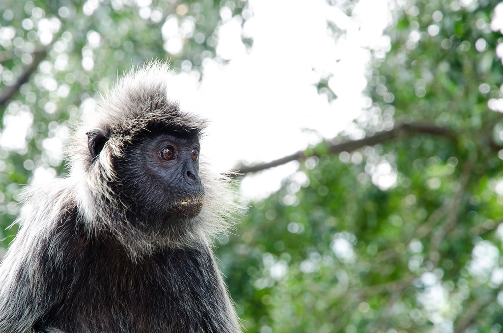 Monkey posing at Bukit Malawati
