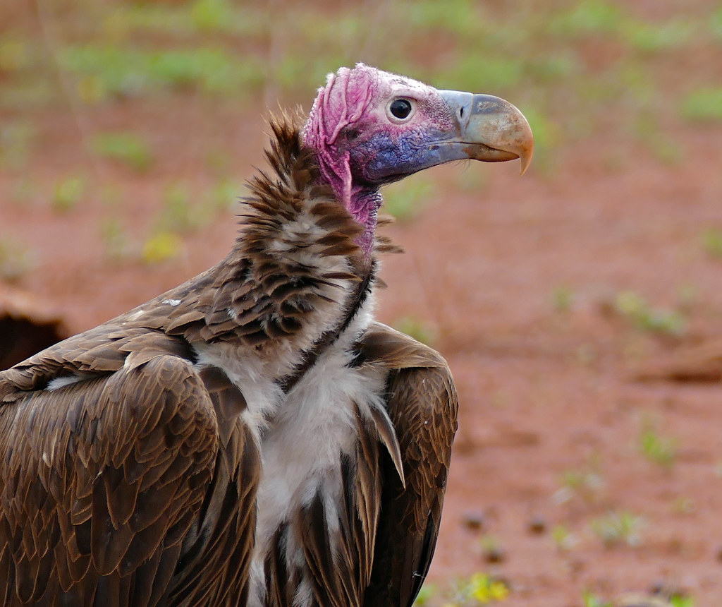 Lappet-faced Vulture (Torgos tracheliotos) | S128 Road North\u2026 | Flickr