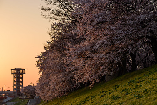 八幡市 京都府 japan kyoto cherry 桜 背割堤 淀川 川 river 日の出 sunrise