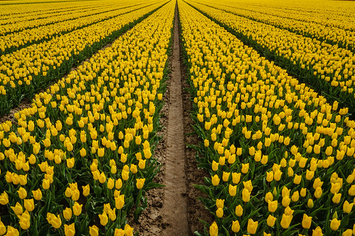 flowers holland netherlands colors tulips blossoms thenetherlands flevoland emmeloord