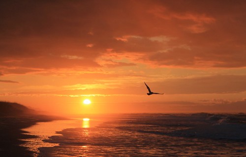 ocean sun bird beach water clouds sunrise nc hatteras cloudsstormssunsetssunrises