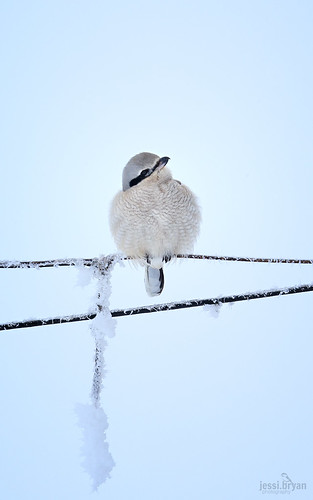 bird shrike northernshrike watervilleplateau 600mmf4lisii