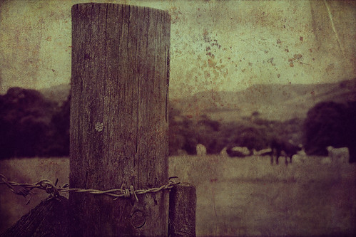 old england rural fence countryside cows grunge rustic cumbria worn barbedwire fields textured yorkshiredales sedburgh killingtonbridge applecrypt b6256