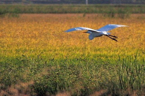 rice fields norcal egret mello yubacounty 75300zoom woodruffln