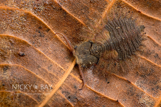 Owlfly larva (Ascalaphidae) - DSC_3567