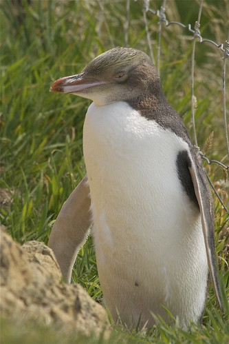 newzealand bird nature canon penguin wildlife southisland otago yelloweyedpenguin northotago hoiho megadyptesantipodes