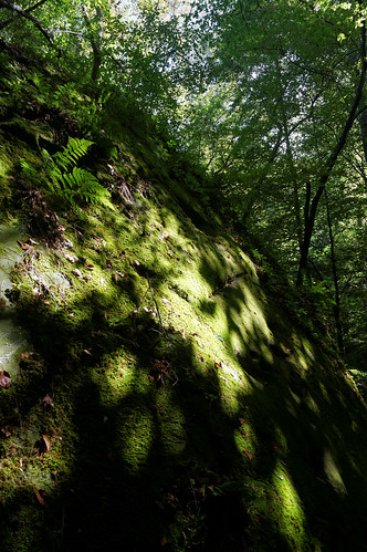 green forest landscape moss alabama landmark dismalscanyon