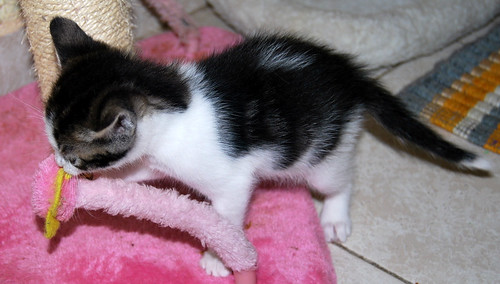 Goyo, gatito blanco y pardo juguetón y muy guapo, nacido en Marzo´14, busca hogar. Valencia. ADOPTADO. 13786433705_87d45d82e2