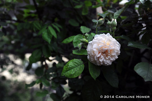 'Buff Beauty' rose