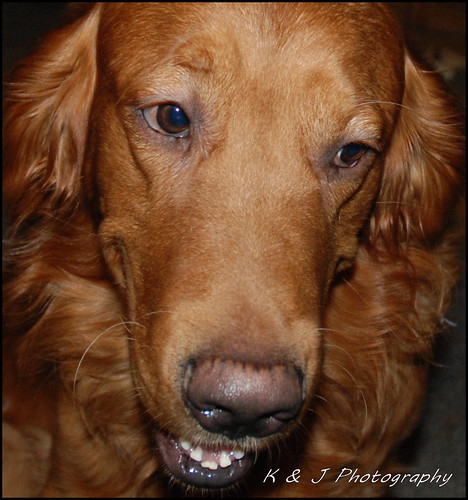 kjphotography goldenretriever fieldretriever dog pet animal pointynoseddogs brantford talkingdog smileofadog