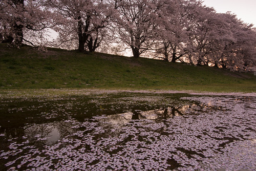 japan kyoto 背割堤 淀川 川 river 星景 starscape 八幡市 京都府 cherry 桜 日の出 sunrise