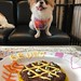 By @brunobieber | Puppy's Birthday Party 